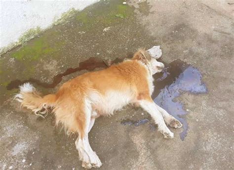 cachorro morto - cachorro quente de forno